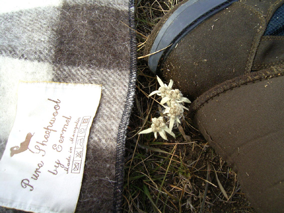 Edelweiss, a National Flower of Mongolia